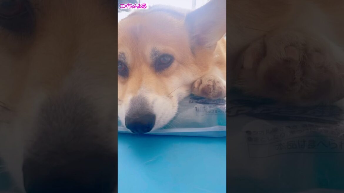 暑すぎるってば #コーギー #corgi #shorts