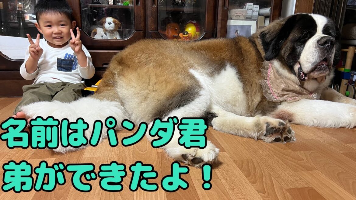 【セントバーナード】パンダ君と言うワンワンわん犬を弟が出来たかのように可愛がるほのぼのとした日常 【セントバーナード】パンダ君と言うワンワンわん犬を弟が出来たかのように可愛がるほのぼのとした日常