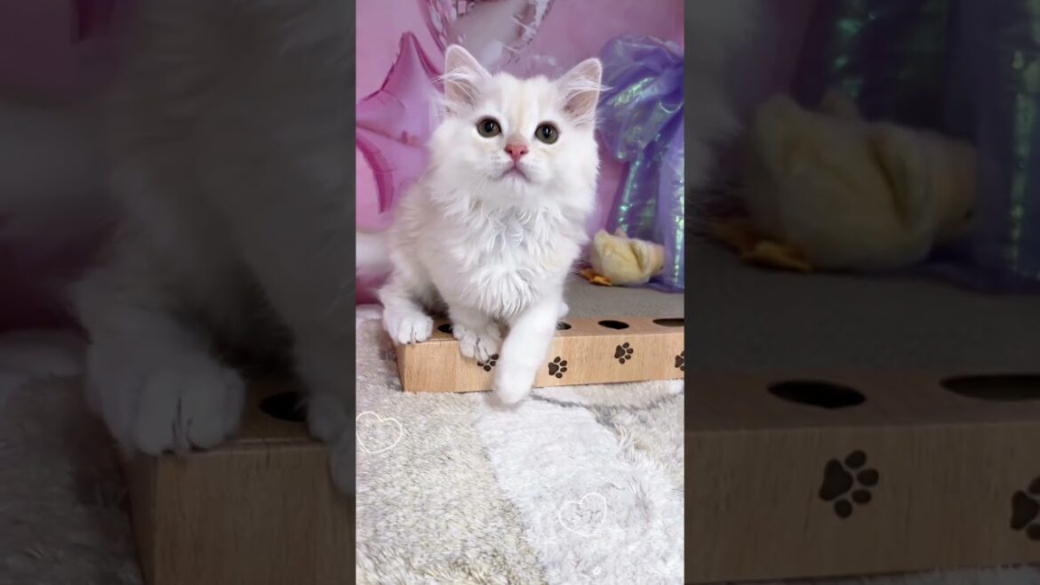 【ご家族様募集中】長足ミヌエット男の子♡ #cat  #かわいい子猫 #kitten #子猫 #cute #子猫ブリーダー #長足マンチカン #短足ミヌエット #子ネコ