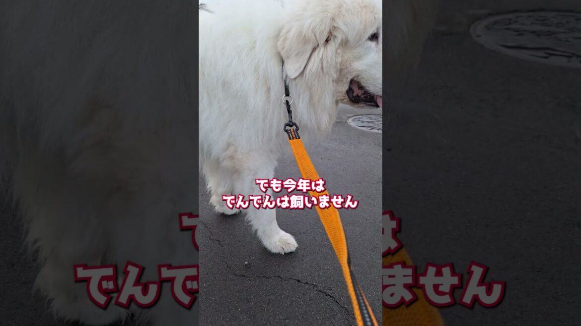 今年のでんでん🐌 #グレートピレニーズ #超大型犬 #レン #レンと遊ぼう #Shorts