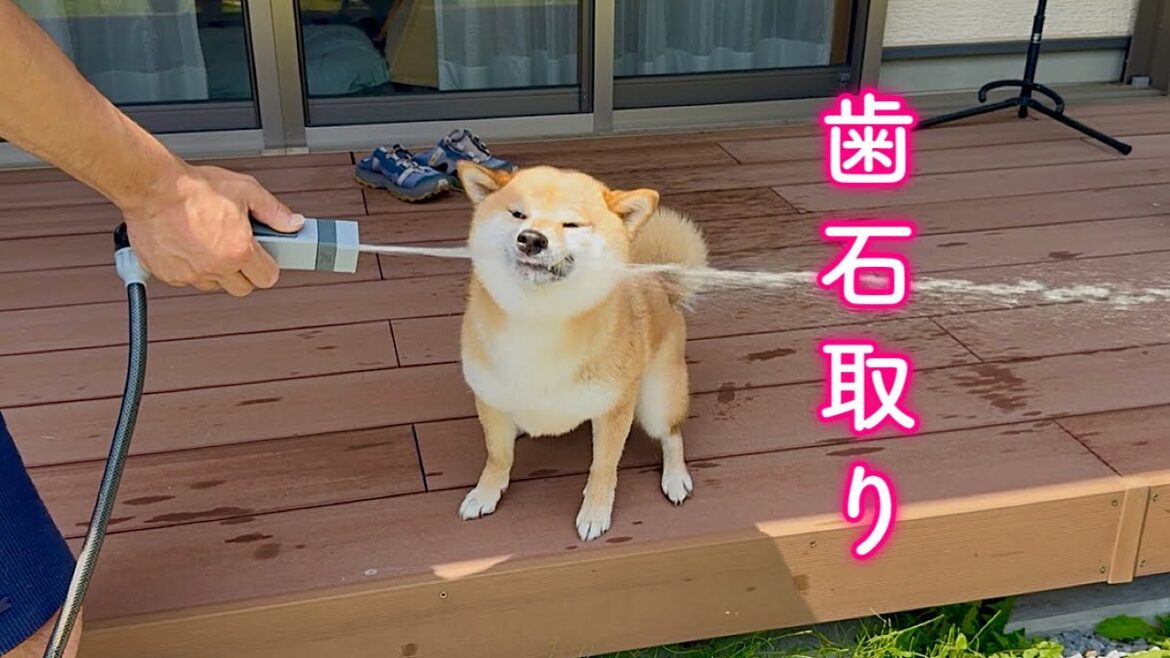 ホースの水で歯石取りをする柴犬が可愛い