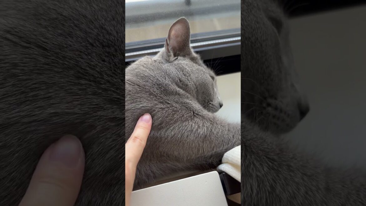 あっすみません… #ロシアンブルー #ソマリ #ねこのいる暮らし