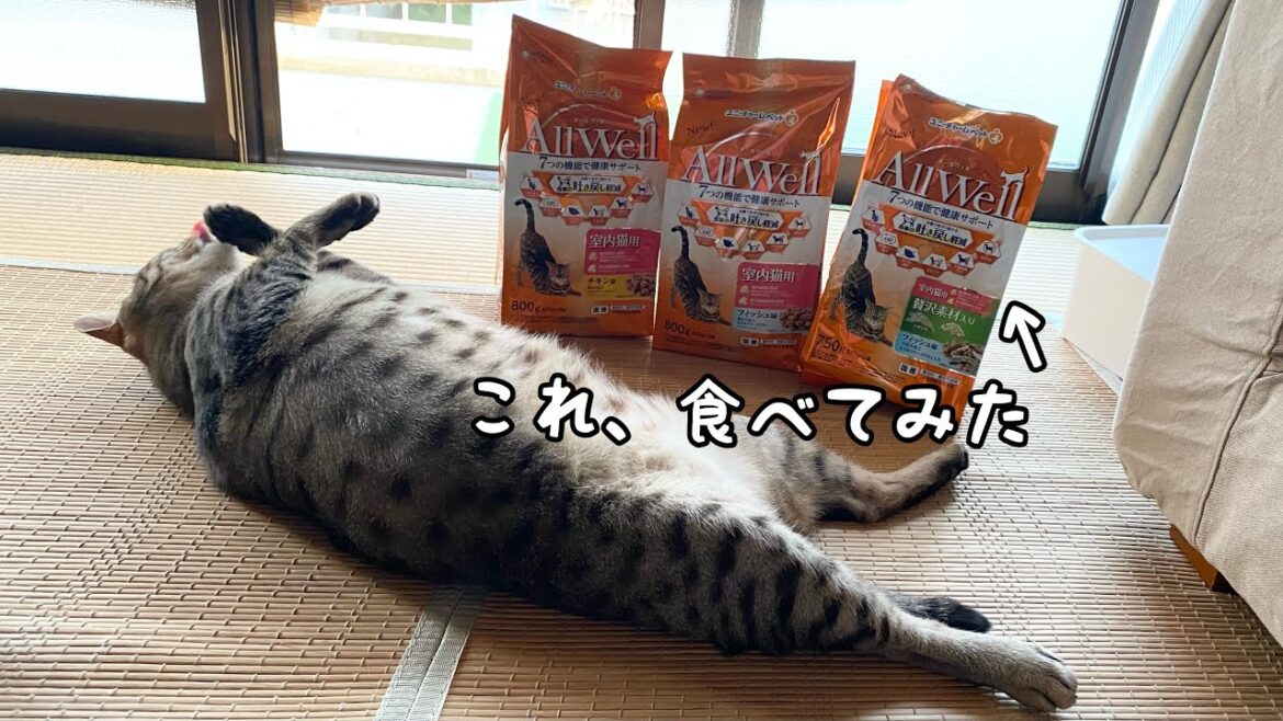 猫のご飯ユニ・チャームペット「All Well」当選！美味しく食べる猫。