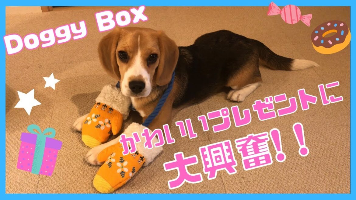 【Doggy Box】かわいいプレゼントいただきました！【ビーグル🐶セブ】