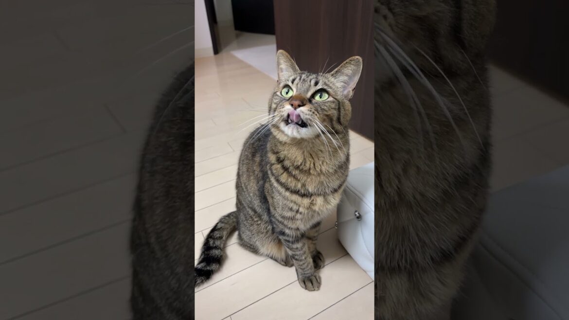 【異変】猫の様子が、いつもと違います…
