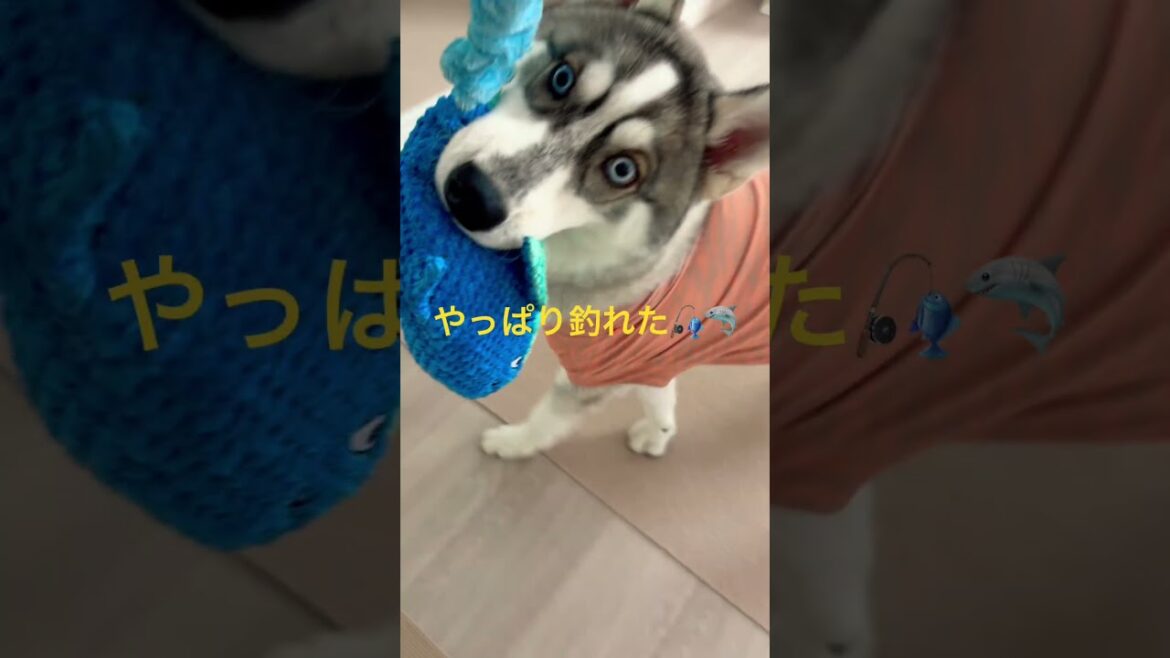 ハスキーはやっぱりサメが好き。ハスキーがサメを釣りました。 #husky #ハスキー #シベリアンハスキー #可愛い #犬 #犬動画 #釣り #shorts #パピー #子犬 #大型犬 #癒し