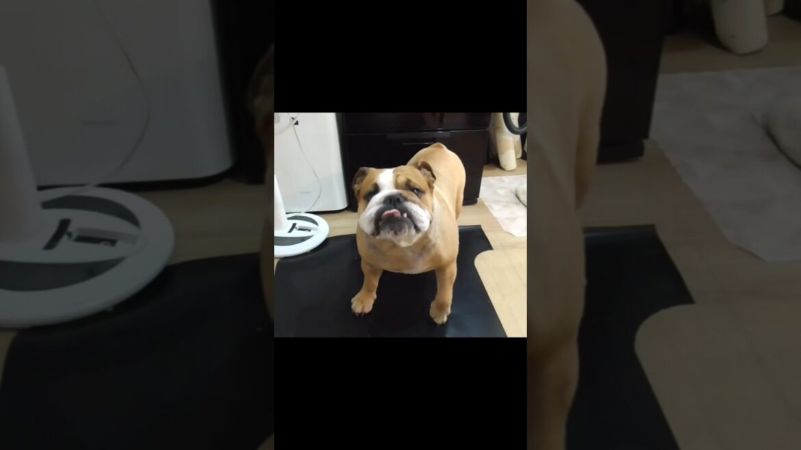 「癒しのブルドッグバウム」の #shorts この犬は何が欲しいの…本編へつづく #ブルドッグ #bulldog  #癒し