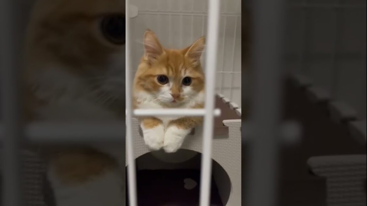 #shorts#マンチカン#短足マンチカン#短足#長毛マンチカン#長毛#猫#子猫