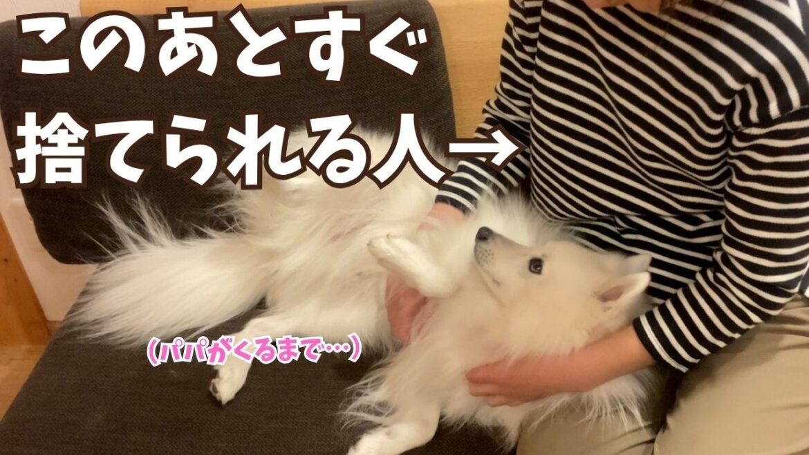 パパが帰ったら即ママを捨ててパパといちゃつきだす日本スピッツ犬