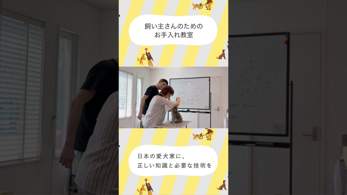 【お手入れ教室】トイプードルの凛ちゃん、ついにお顔カットに挑戦✂️✨