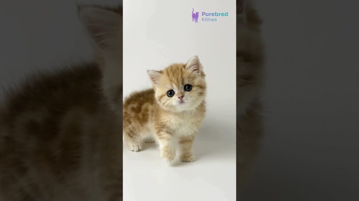 Adopt  Xanita 🐾 British Shorthair Kitten with Golden Marble Charm & Emerald Eyes ✨#britishshorthair