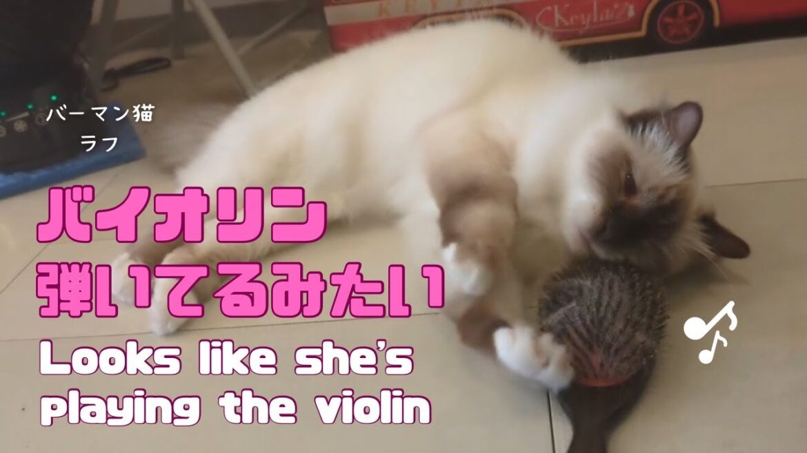 バーマン猫ラフ【バイオリン弾いてるみたい】Looks like she's playing the violin（バーマン猫）Birman/Cat