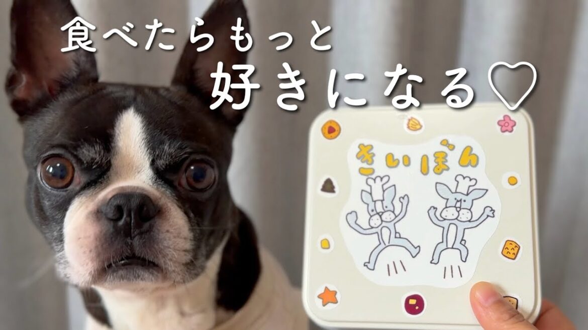 かわいすぎ注意🍪ぼんちゃんときいろちゃんのクッキーできちゃいました！