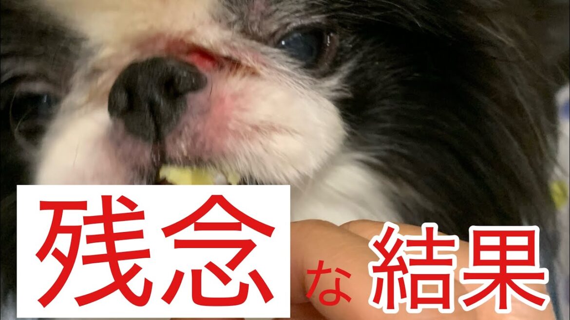 生検の検査結果がきた〜10歳半の狆ちゃん〜