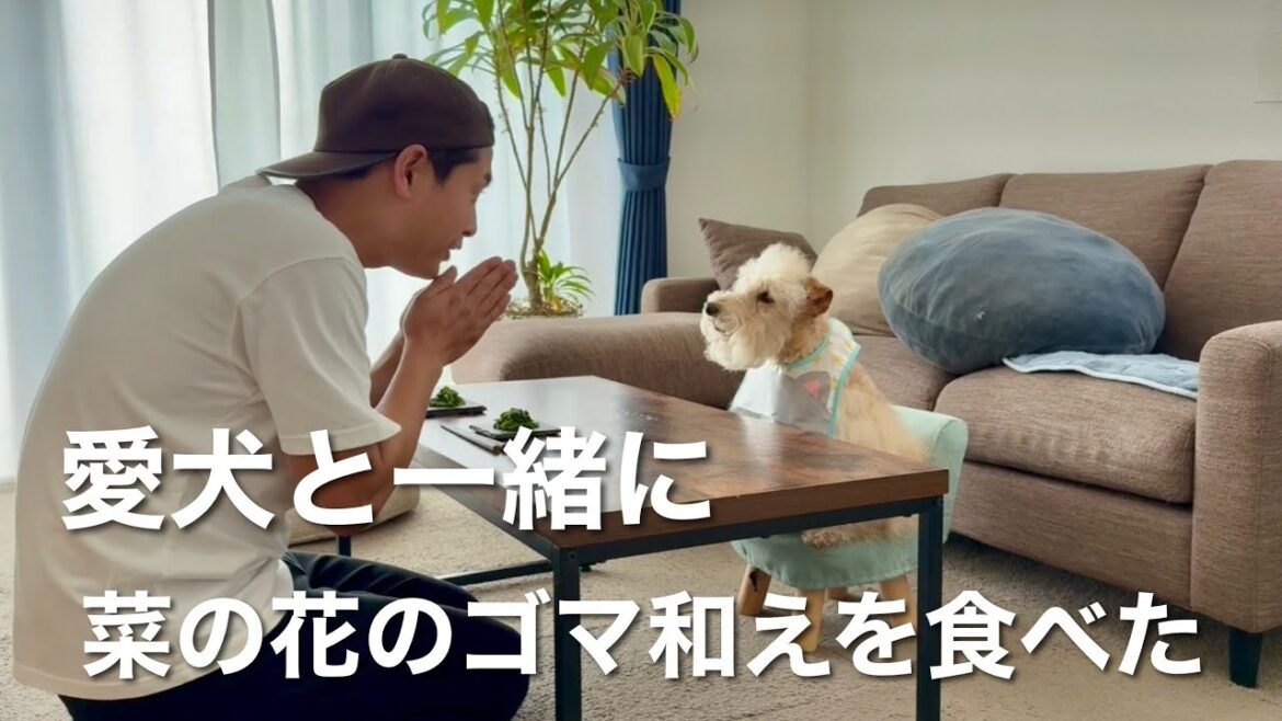 愛犬と一緒に「菜の花のゴマ和え」を食べた!レイクランドテリア 愛犬と一緒に「菜の花のゴマ和え」を食べた!レイクランドテリア