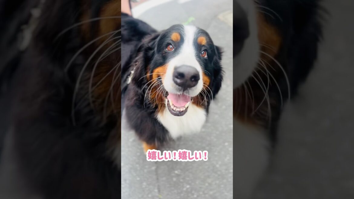 満面の笑み❤️お散歩中にマッサージしてもらいニコニコのバーニーズ🐾