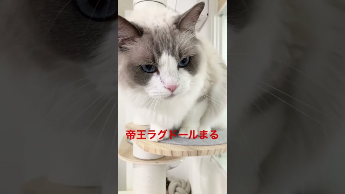 帝王ラグドールのマルちゃん　 #ラグドール #cat  #cats  #animals  #猫のいる暮らし  #catlovers  #ragdoll  #ragdollcat #ラグドール子猫