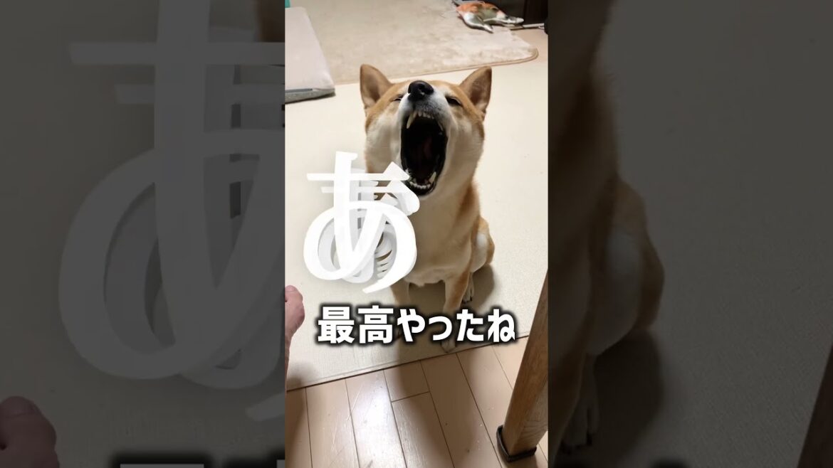 かき消す柴犬のゲップバルスが可愛い#柴犬 #柴犬こむぎ #アテレコ
