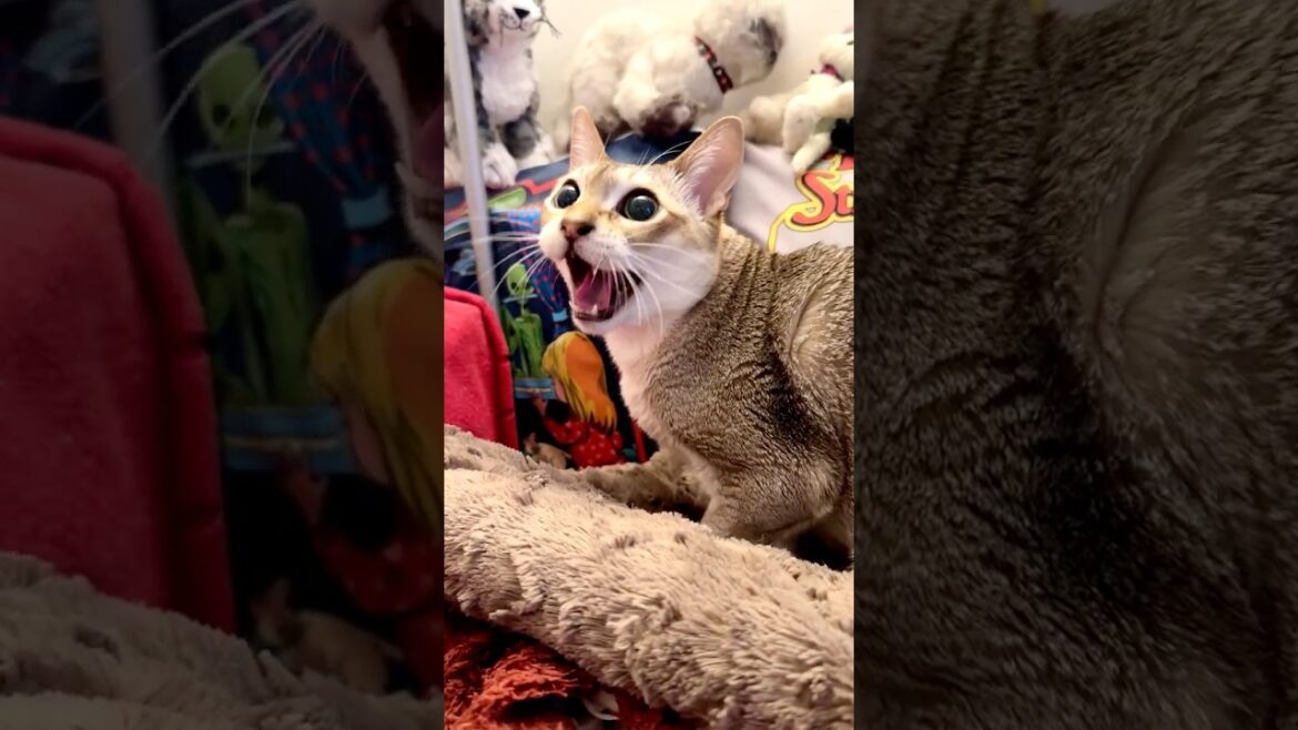 掃除機が視界に入るので怒って連続「しゃあ」しまくるシンガプーラなのにゃ♪ #cat #シンガプーラ#singapura