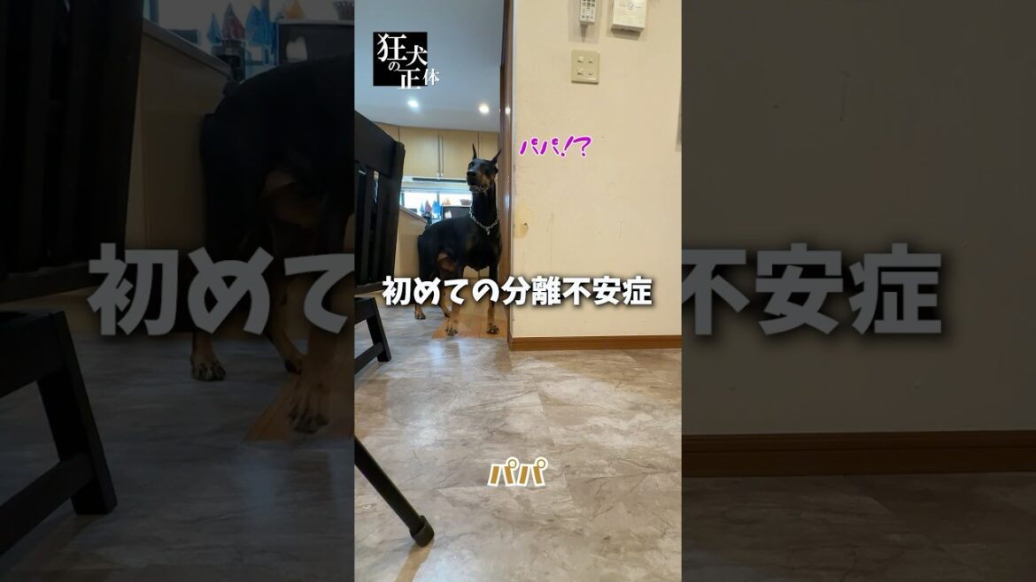 パパが居なくて寂しがるドーベルマン