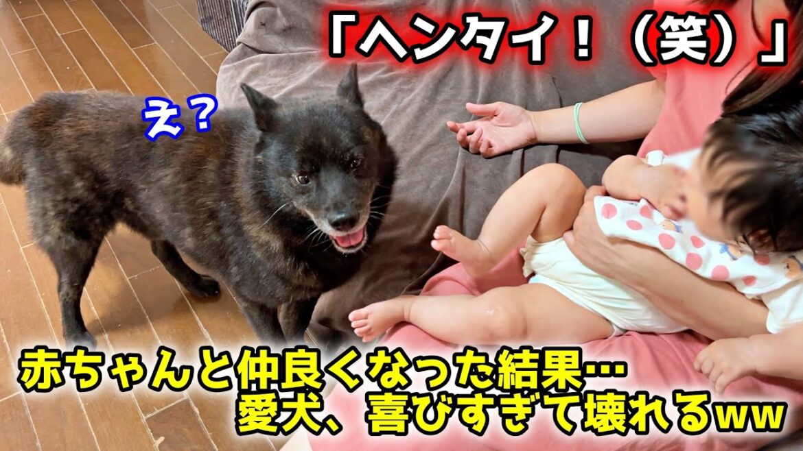 赤ちゃんに受け入れられたことが嬉しすぎて愛犬がこうなりましたw【甲斐犬一休】