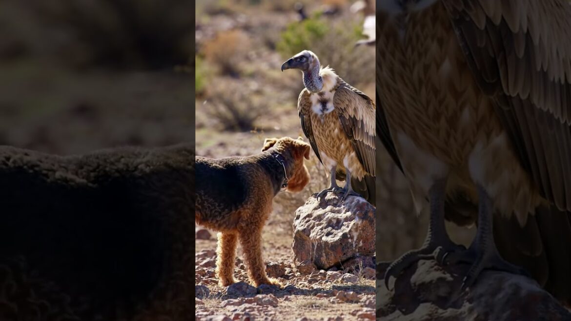 Paws in the wild | vulture & Airedale Terrier 🦅🐶