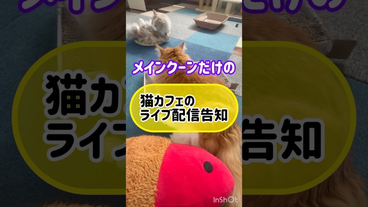 メインクーンだけの【猫カフェのライブ配信告知】#cat#cooncat #mainecoon #爪研ぎ