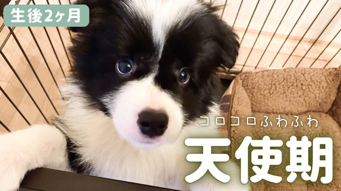 【生後2〜6ヶ月】愛犬のパピー時代を見返したら、可愛いすぎて育児疲れが吹っ飛んだ｜ボーダーコリー