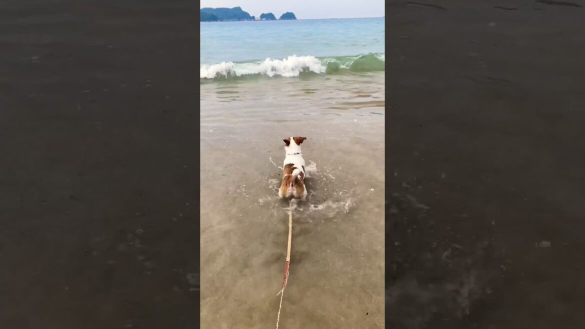 Jack russell terrier and beach. 海犬　ジャックラッセルテリア　 #dog #dogs  #shorts