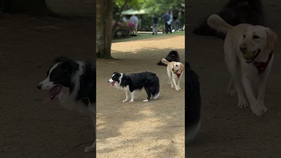 それぞれのドッグランの楽しみ方【チャウチャウ・ボーダーコリー・ラブラドールレトリバー】【多頭飼い】【大型犬】＃Shorts