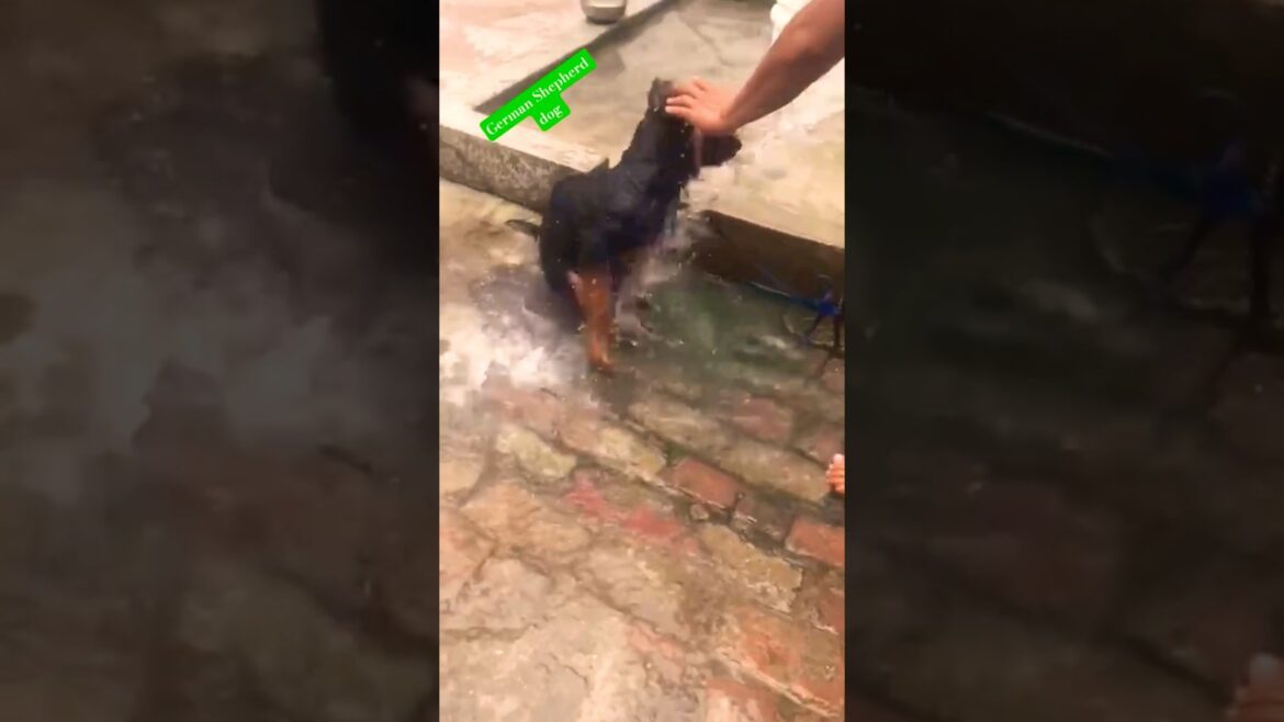 How to give a puppy // Dog bath like a PROFESSIONAL at home || Dog care #germanshepherd #puppers