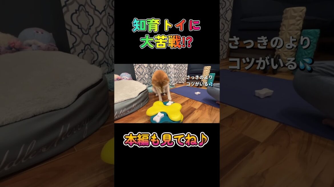 知育トイに大苦戦!?#柴犬 #チワワ #shorts