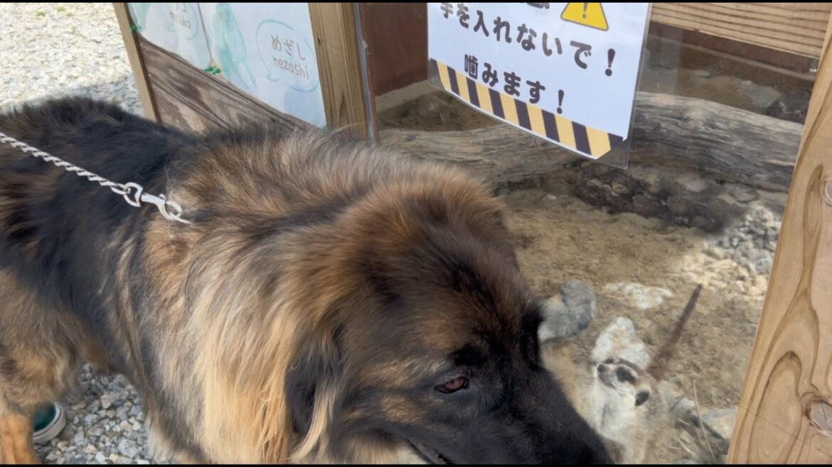 【超大型犬】　やんばるライオンに行って来た！short ver　Leonberger　レオンベルガー #Shorts #モフモフ #動物園 #やんばるライオン