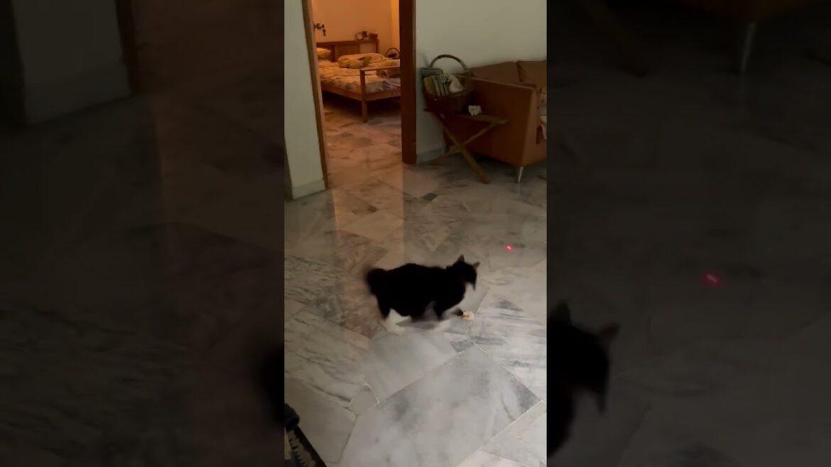 Cymric Cat Lost - 8 Years, Botakchin from Puchong, Bandar Kinrara, Kuala Lumpur