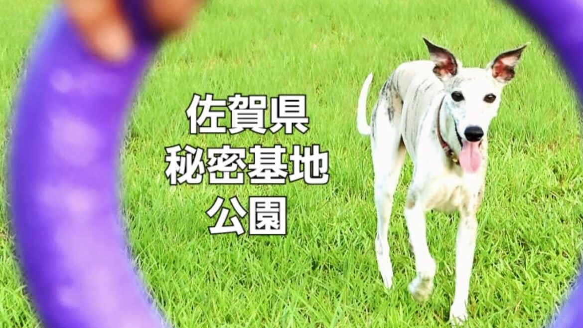 佐賀県秘密基地公園。自由な時間。 #dog #whippet #italiangrayhound #friends #saga #japan