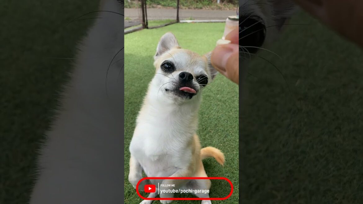 スムースコートチワワ きな子ちゃん紹介動画 #Shorts #dog
