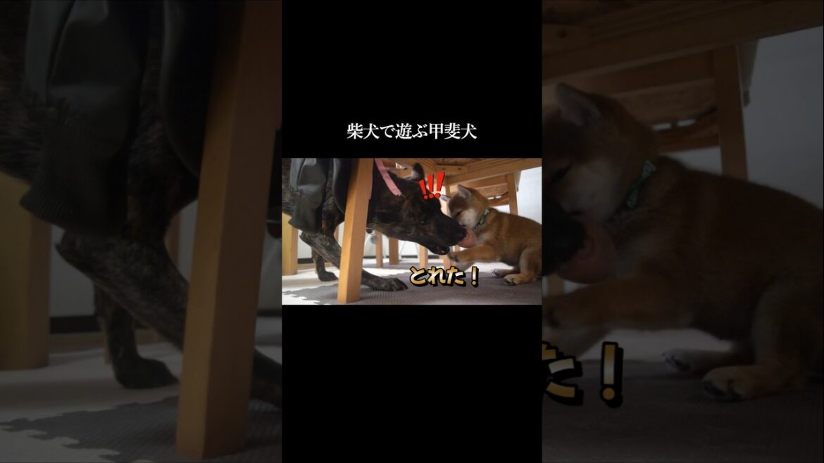 柴犬で遊ぶ甲斐犬　#甲斐犬 #柴犬 #shibainu