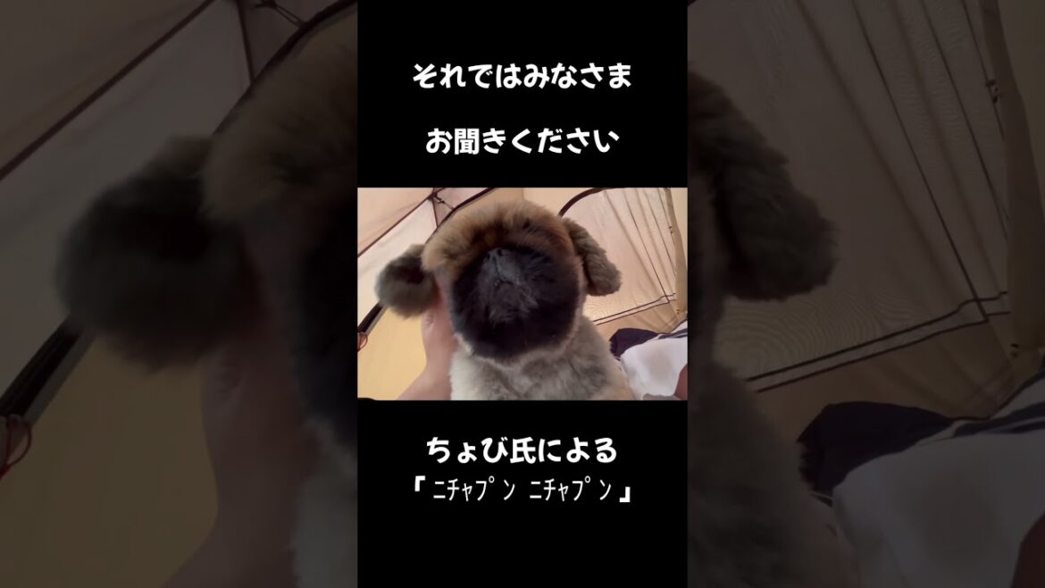 ﾆﾁｬﾌﾟﾝ #shorts #ペキニーズ #pekingese #モフ犬
