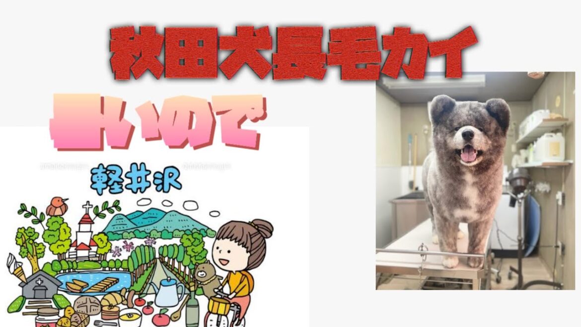 秋田犬長毛カイは高山暑いから避暑に飛び出した