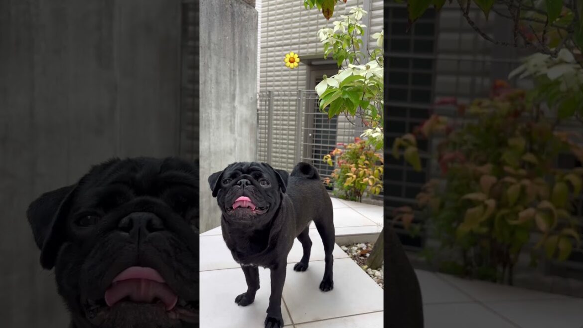 お花とパグ #newmusic #dog #パグ #わんこ #pug #flower #お花のある暮らし #cute #癒し #healing #short #doggie #愛犬 #ガーデニング