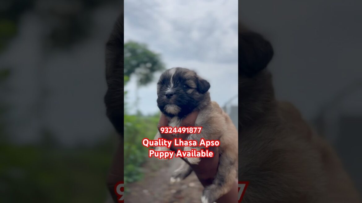 Quality Lhasa Apso Puppy Available: 9324491877 #lhasaapso #puppy #bird #cat #mumbai #youtubeshorts