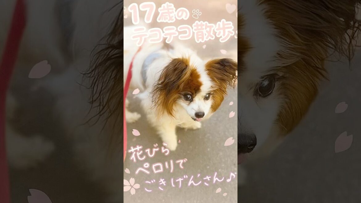 【パピヨン】春と17歳るいずのやさしい時間 【パピヨン】春と17歳るいずのやさしい時間