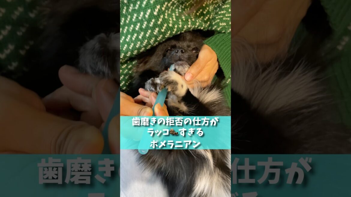 歯磨きの拒否の仕方がラッコすぎるポメラニアン