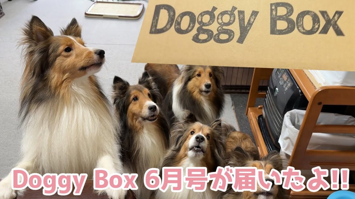【シェルティ】DoggyBox6月号が来た🎁【可愛すぎ】 【シェルティ】DoggyBox6月号が来た🎁【可愛すぎ】