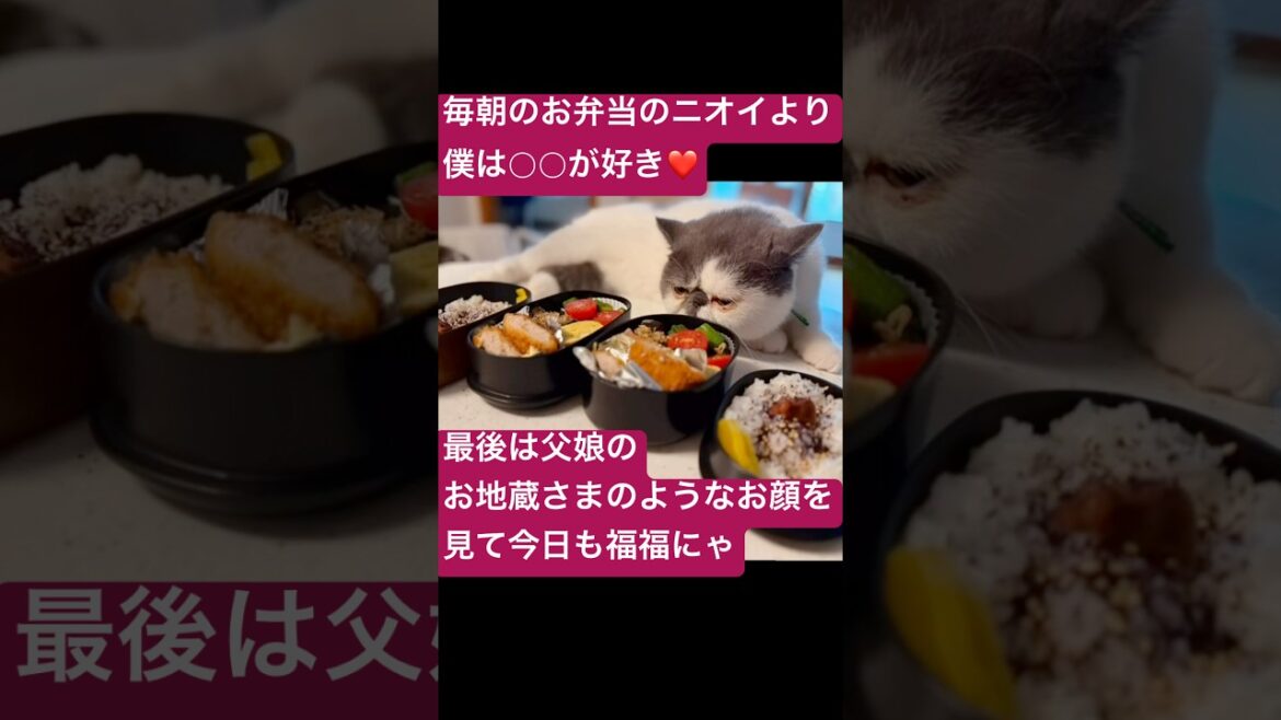 毎朝のお弁当のニオイより僕は○○が好き❤️最後は父娘のお地蔵さまのようなお顔を見て今日も福福#エキゾチックショートヘア #shorts #福丸
