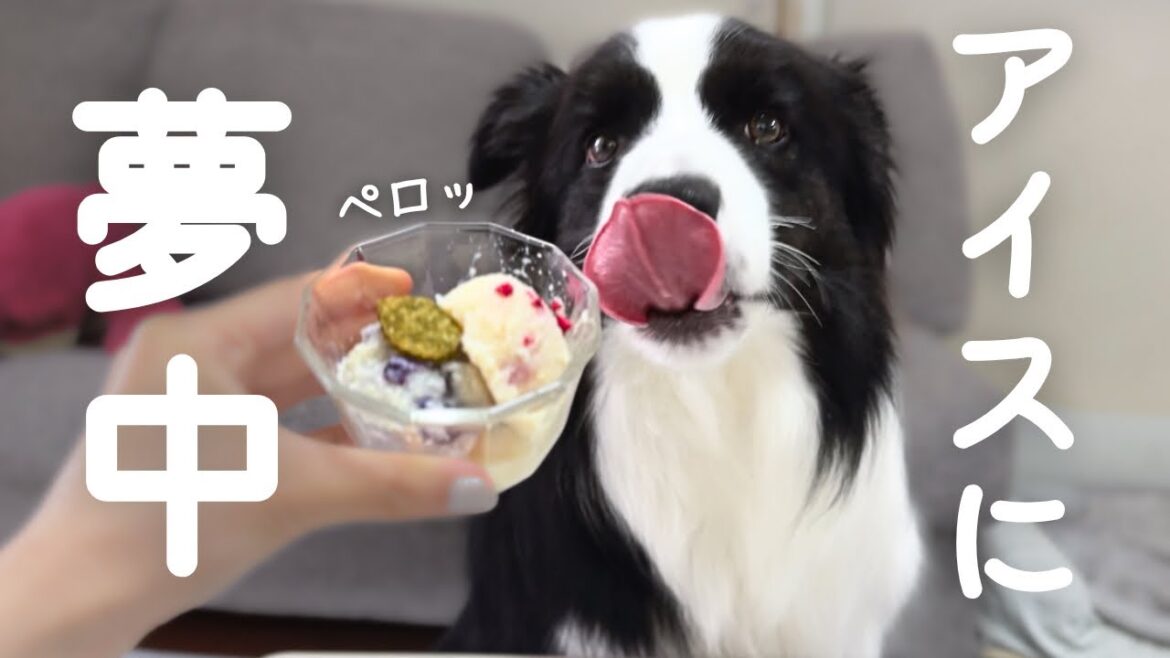犬用アイスを作ったら、夢中になって食べてくれました🍨✨【ボーダーコリー】