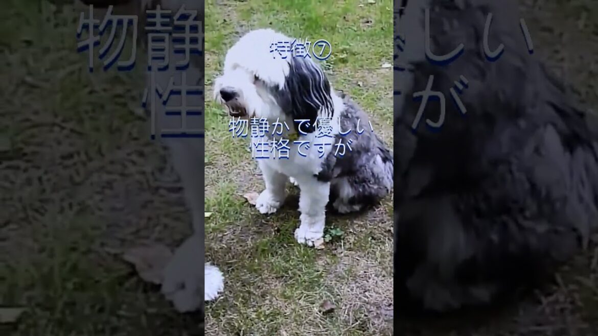 ペットにしたい犬の紹介 #チベタンテリア #dog #犬のいる暮らし #犬好きさんと繋がりたい