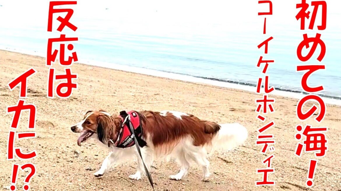 犬、初めて海を見る【コーイケルホンディエ】