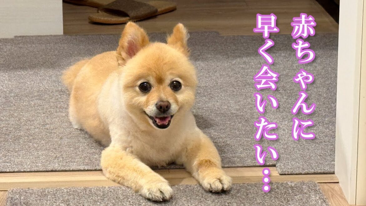 赤ちゃんとの対面に備えてトリミングに行ってきたポメラニアン