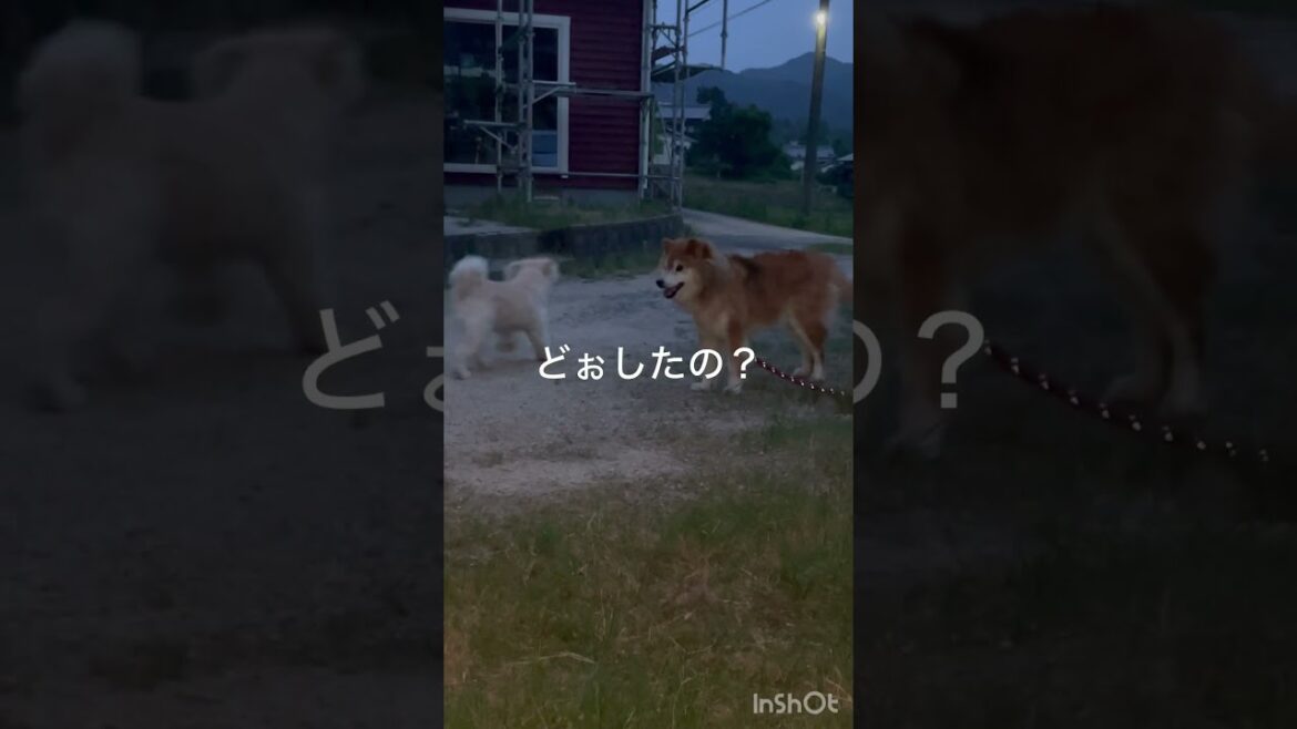 番犬になるのはどっち？目の見えない柴犬老犬コアと仲間たち#しばいぬ #柴犬 #老犬たち #チャイニーズクレステッドドッグパウダーパフとポメラニアンのMIX犬たち#田舎道